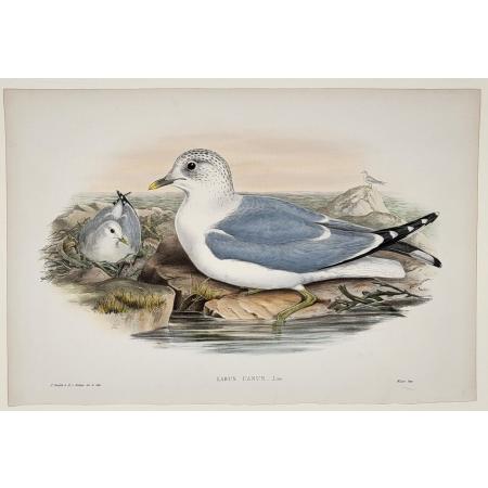 John GOULD (1804 - 1881)