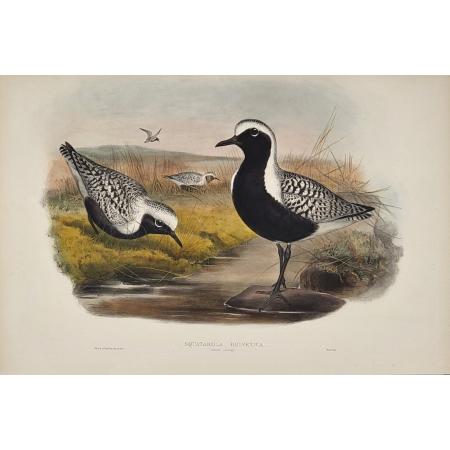 gould_squatarola_2.jpg